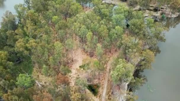Drone Footage Islands Murray River Eucalypt Forest South Corowa Australia — Stock videók