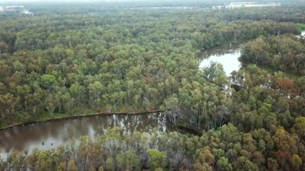 Aerial Footage Meandering Murray River Eucalypt Forest South Corowa Australia — Vídeos de Stock