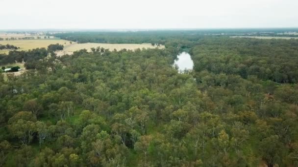 Aerial Footage Murray River Eucalypt Forest Surrounding Famland South Corowa — 비디오
