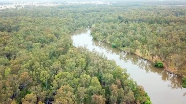 Slow Moving Drone Footage Meandering Murray River Eucalypt Forest South — Wideo stockowe