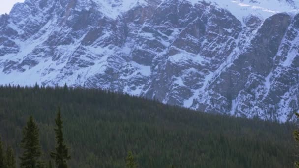 Tilt Shot Forest Snow Capped Mountains Rocky Mountains — Wideo stockowe