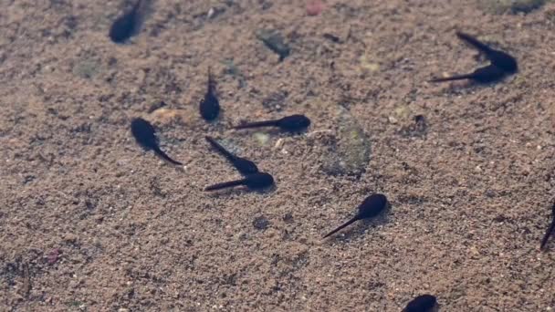 Footage Tadpoles Bottom River — Vídeos de Stock