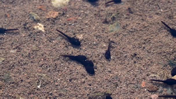 Footage Tadpoles Bottom River — Stockvideo