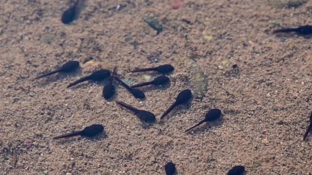 Footage Tadpoles Bottom River — Vídeos de Stock