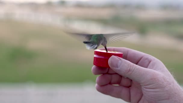 Svart Hakad Kolibri Som Livnär Sig Mans Hand Med Fullt — Stockvideo