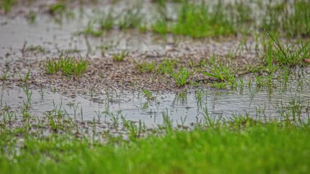 Vue Imprenable Sur Les Gouttes Pluie Frappant Sol Herbe Verte — Video