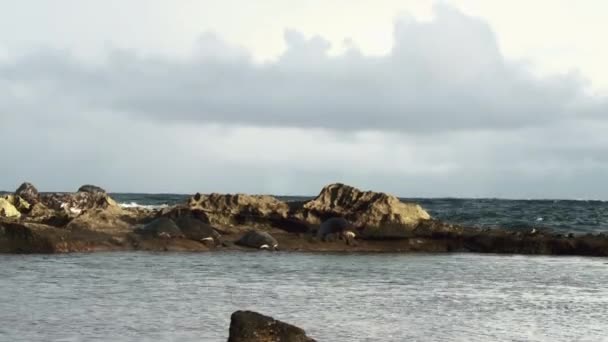 Πυροβολήθηκε Από Τέσσερις Μεγάλες Και Όμορφες Χελώνες Στην Ακτή Της — Αρχείο Βίντεο