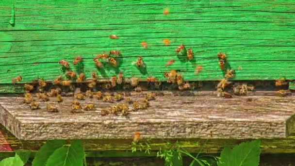 Bee Swarm Hive Apiary Time Lapse — Video Stock