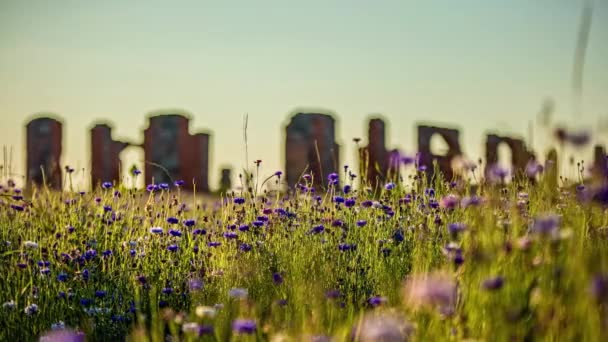 Colorful Cornflowers Meadow Famous Stonehenge Background Smiltene Town Latvia Selective — Stockvideo