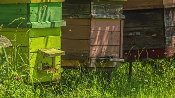 Σμήνος Μελισσών Που Πετούν Προς Τις Ξύλινες Κυψέλες Τους Timelapse — Αρχείο Βίντεο