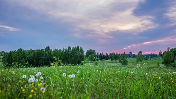 Beautiful Flower Field Greenery Bright Rosy Sky Daytime Sundown Turnaround — Video Stock