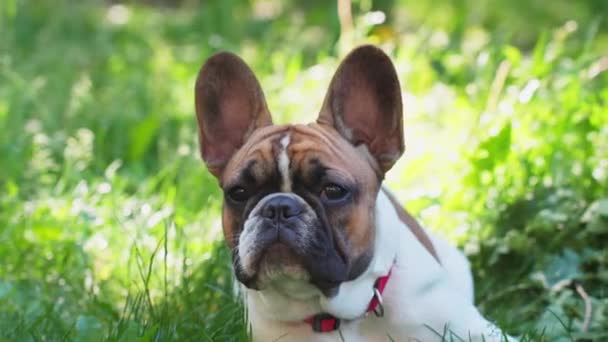 Sad French Bulldog Lying Park Grass Sniffing Air — Vídeo de stock
