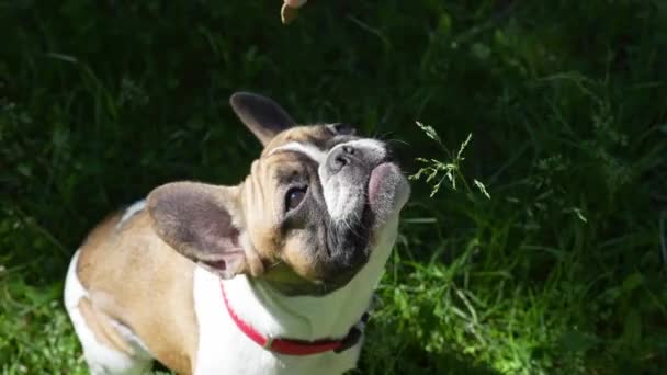 French Bulldog Asking Treat Owner Hand Park — Video