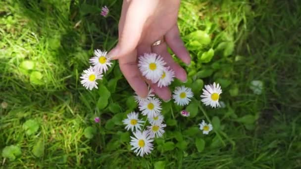 Woman Hand Touches Daisies Health Care Concept Skin Care Treatment — Wideo stockowe