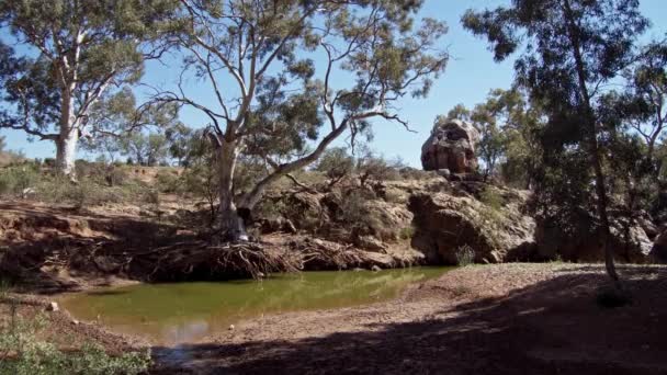 Flinders Rangers Kanyaka Homestead Ruins Skull Rock Waterhole 005 — Wideo stockowe