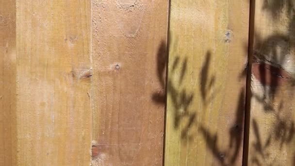 Tree Shadow Moving Wooden Fence — Vídeo de Stock