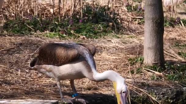 Slow Motion Pelican Diving Head Lake Drinking Water Hot Summer — Vídeos de Stock