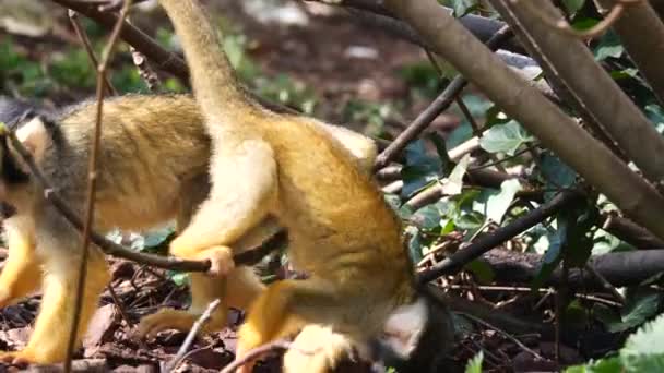 Cute Baby Saimiri Monkey Climbing Branches Bush Searching Food Forest — Vídeo de stock