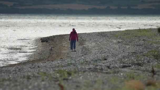 小さな白い犬の女性が岩の多いビーチを歩いている 楽しそうに飛び回っている遊び心のあるポンプ スローモーション バックビュー — ストック動画