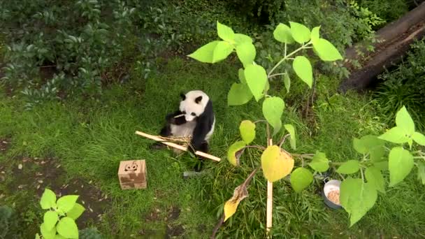 Open View Gigant Panda Cage — Vídeo de stock