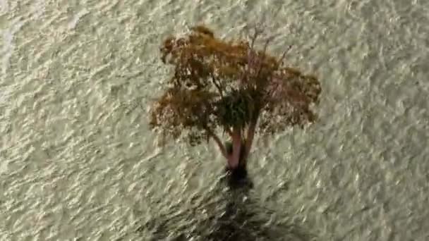 Flying Helicopter Tree Growing Amazon River — Vídeo de Stock