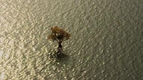 Flying Amazon River Helicopter Seeing Tree Growing Water — 图库视频影像