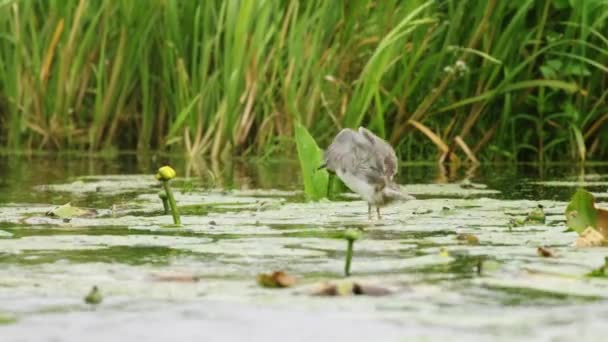 Baby Black Tern Flaps Wings Trying Take Water Lily River — Stock Video