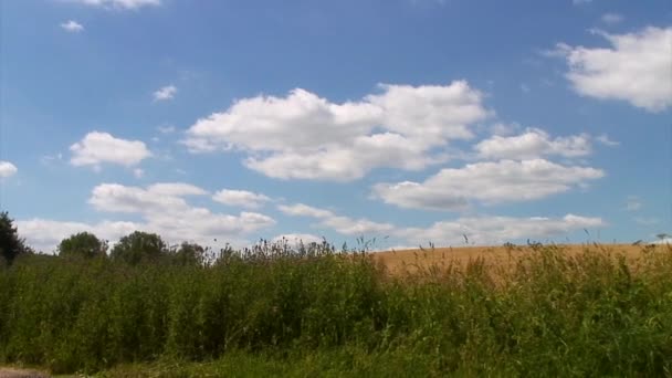 Wheat Field Partially Hidden Hedge Nettles Thistles Covered Beautiful Blue — Stockvideo