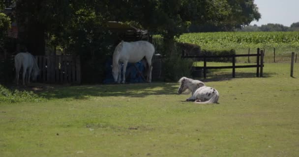 Three Horses Relaxing Farm Rural Area — 비디오