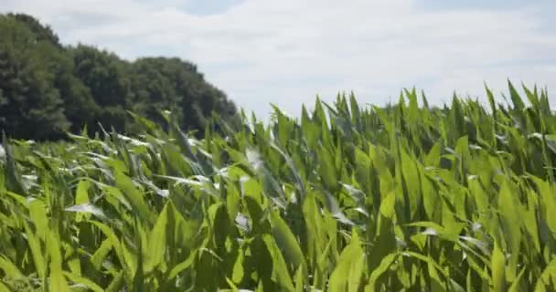 Panning Corn Crop Tops Moving Wind Slow Motion — Wideo stockowe