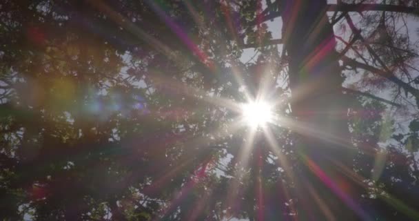 Low Angle View Bright Sun Shining Tree Branches Slow Motion — Stockvideo