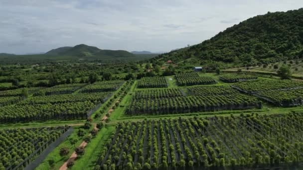 Drone Footage Pepper Fields Famous Area Kampot International Label Best — Stock Video