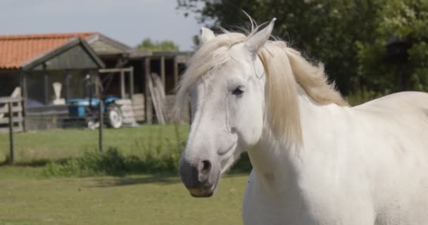 Wind Blowing Manes Horse Standing Pen 240Fps Slow Motion — 비디오