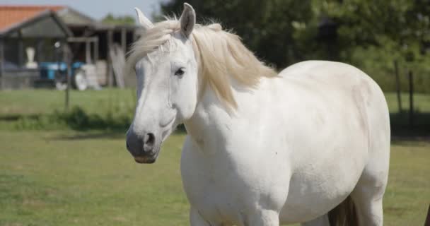 Portrait White Horse Standing Pen Farm Medium — Vídeo de Stock