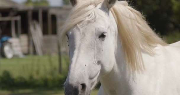 Wind Blowing Manes Horse Flies Eyes 240Fps Slow Motion — 비디오