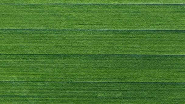 Drone Shot Beautiful Abstract Green Grass Field Lines Organic Landscape — Vídeo de Stock