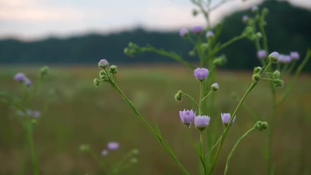 Ψηλά Και Μικρά Μωβ Λουλούδια Ένα Χωράφι Πρωί Πρωί — Αρχείο Βίντεο