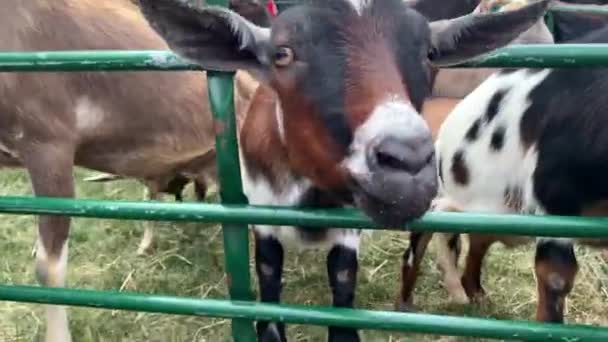 Man Hand Feeding Goat Close — Wideo stockowe