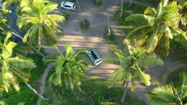Aerial Top View White Camper Van Parked Middle Coconut Tree — 비디오
