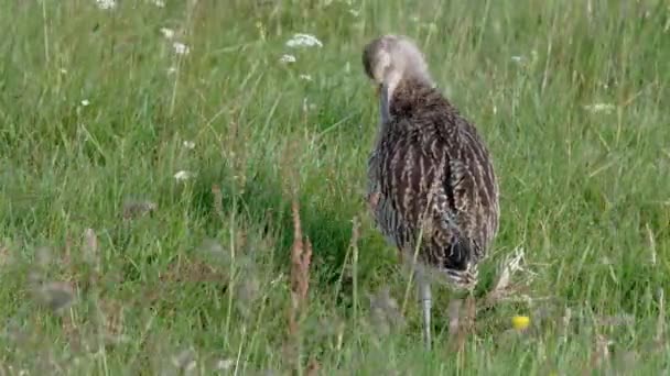 Juvenile European Curlew Preening Wile Στέκεται Ένα Λιβάδι Αγριολούλουδα — Αρχείο Βίντεο