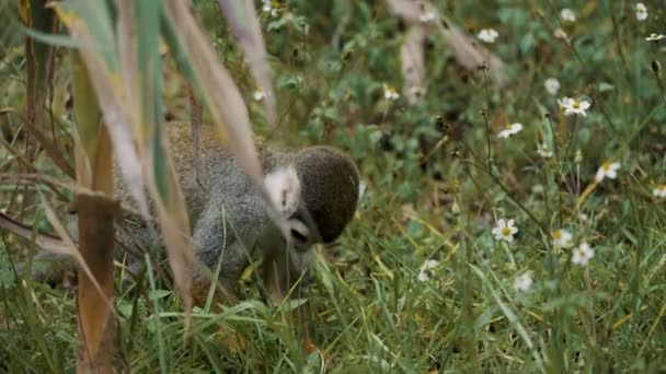 Squirrel Monkey Saimiri Looking Woods Some Fresh Green Leaves Eat — Vídeo de stock