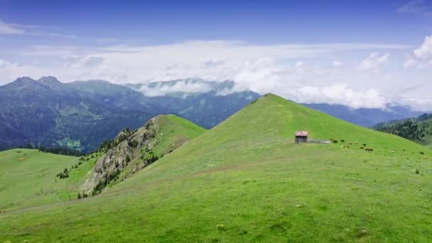 View Drone Green Hills Highland Pastures Grazing Livestock — Vídeos de Stock