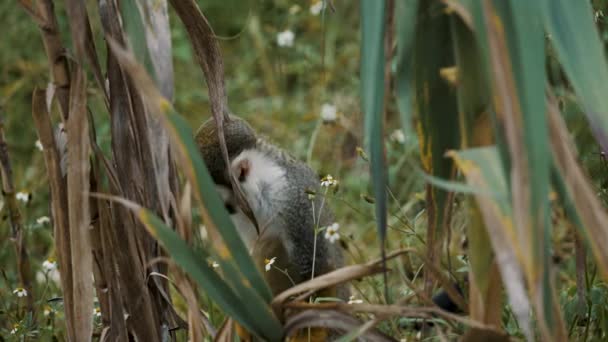 Static Shot Squirrel Monkey Saimiri Costa Rica Stands Hands Its — ストック動画