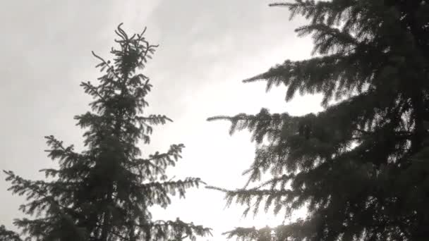 Pine Trees Moving Wind Cloudy Gray Sky Background — Wideo stockowe