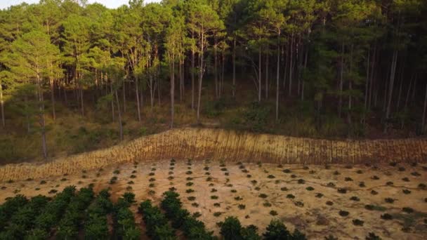 Aerial Circling Coffee Plantation Golden Hour Vietnam — Stockvideo