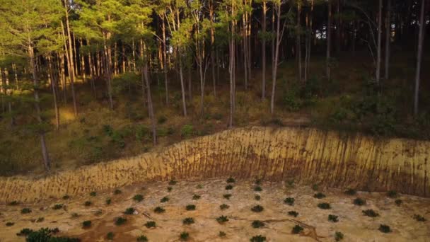 Freshly Planted Coffee Plants Coffee Plantation Agricultural Field Aerial — Wideo stockowe