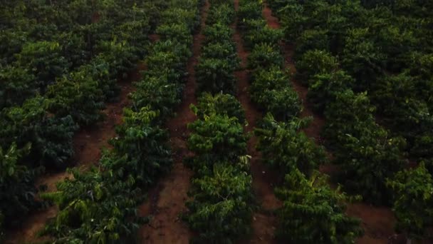 Low Aerial Flying Forward Coffee Growing Field Sunset Vietnam — Wideo stockowe