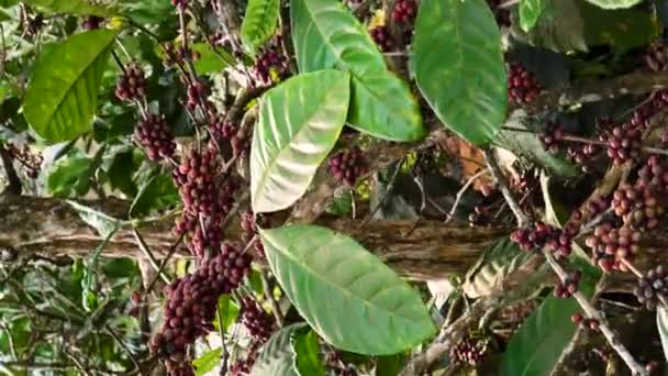 Vertical Shot Coffea Tree Full Ripe Fruits Orchard Close Slider — Vídeo de stock