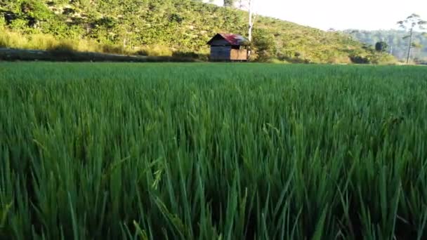 Rural Scene Vietnamese Rice Plantation Low Aerial Dolly Left — Stockvideo