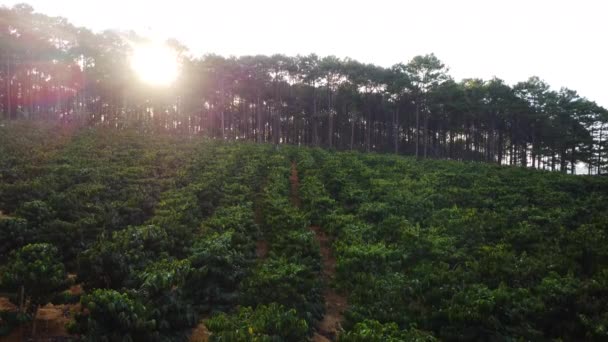 Bright Sun Shining Coffee Fields Pine Tree Forest Aerial — Video Stock